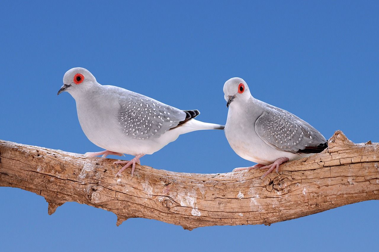 Gołębie pocztowe – jak poprawnie je hodować?