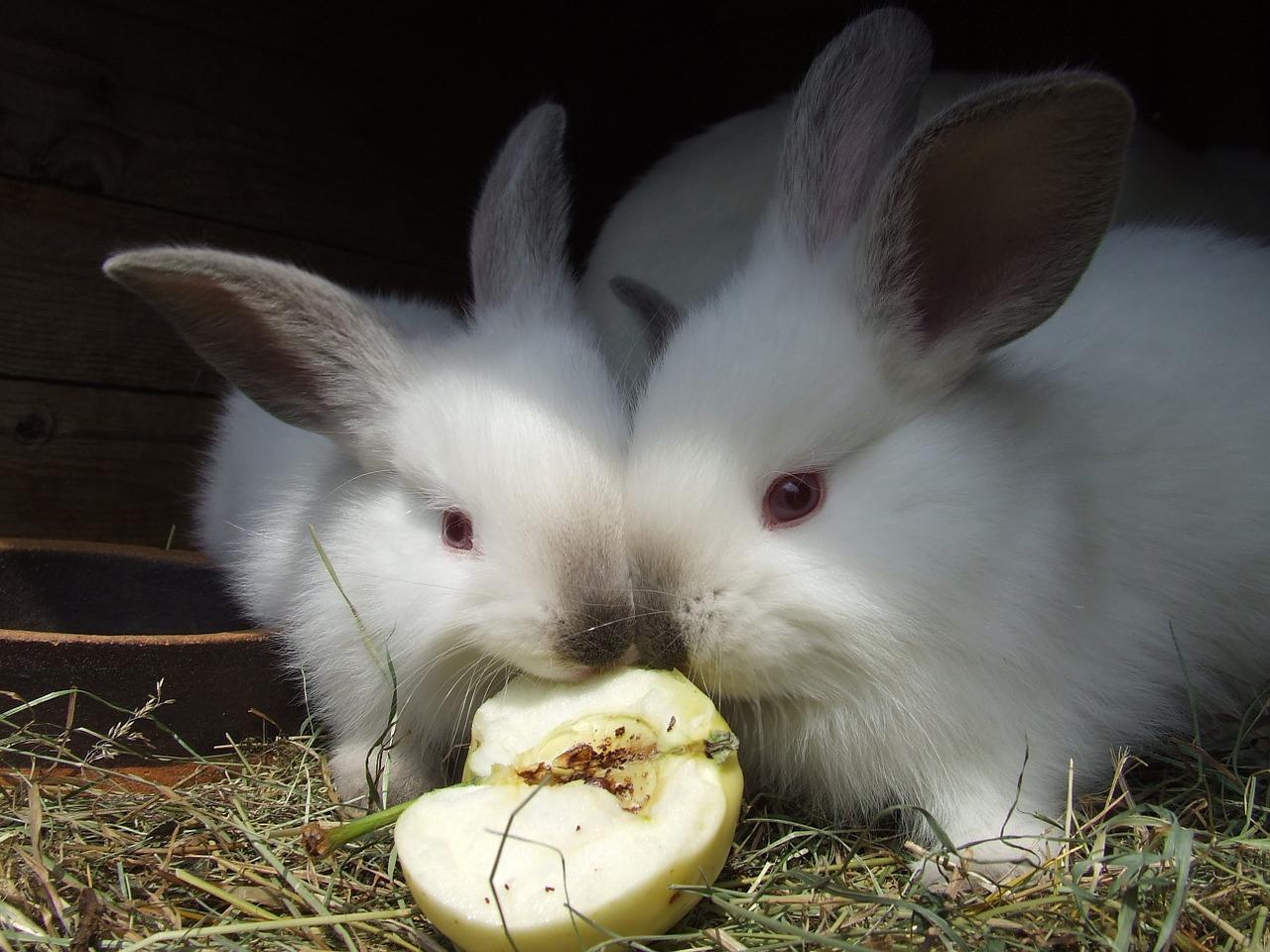 Karma dla królika – jaka powinna być?